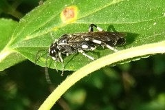 Macrophya flavolineata