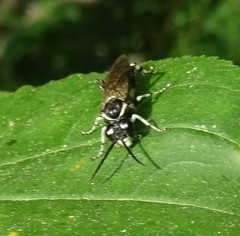 Macrophya flavolineata