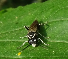 Macrophya flavolineata