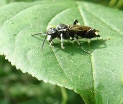 Macrophya flavolineata
