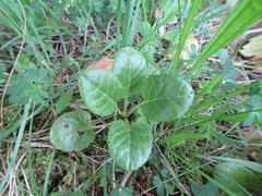 Pyrola rotundifolia maritima