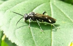 Macrophya flavolineata