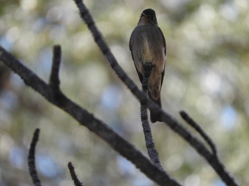 iNaturalist observation photo of Western Wood-Pewee