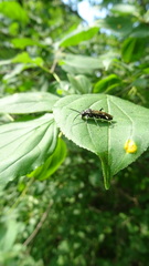 Macrophya flavolineata