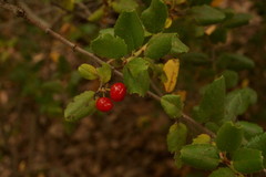 Rhamnus pilosa