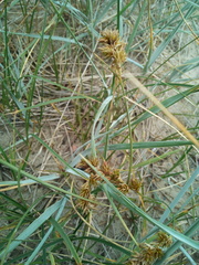Carex arenaria