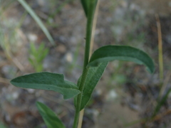 Berteroa incana