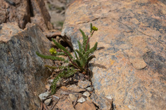 Ivesia gordonii