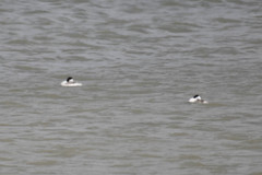 Aechmophorus occidentalis