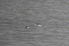 Aechmophorus occidentalis