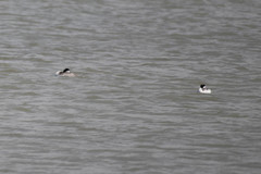 Aechmophorus occidentalis