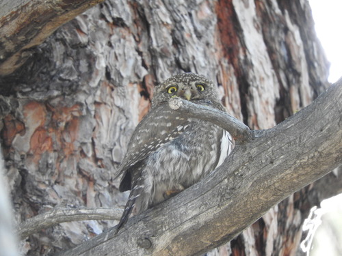 iNaturalist observation photo of Northern Pygmy-Owl