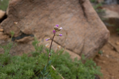 Boechera breweri