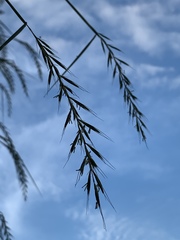 Elymus svensonii