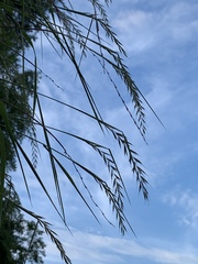 Elymus svensonii