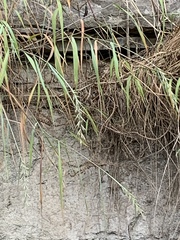 Elymus svensonii