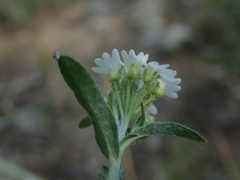 Berteroa incana