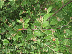 Cotoneaster dielsianus