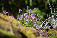 Penstemon fruticosus