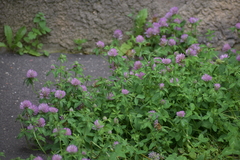 Trifolium pratense