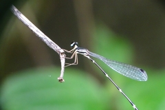 Protosticta gravelyi