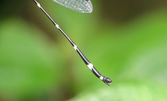 Protosticta gravelyi