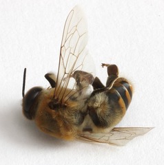 Apis mellifera