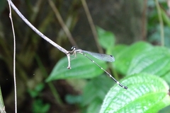 Protosticta gravelyi