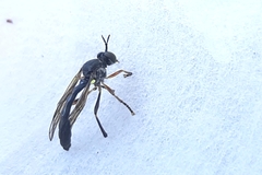 Dioctria hyalipennis