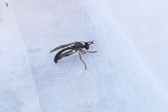 Dioctria hyalipennis