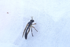 Dioctria hyalipennis