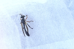 Dioctria hyalipennis