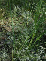 Silene