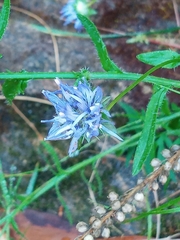 Jasione