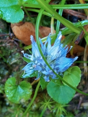Jasione