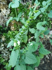 Scutellaria albida