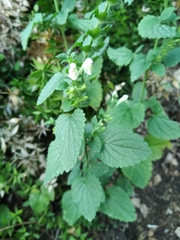 Scutellaria albida