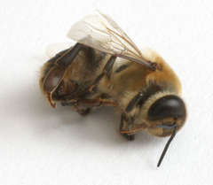 Apis mellifera