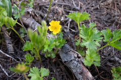 Potentilla flabellifolia