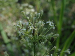 Silene