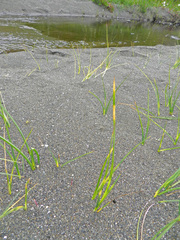 Juncus hesperius