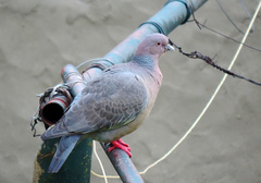 Patagioenas picazuro