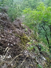 Hesperis pycnotricha