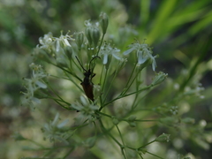 Silene