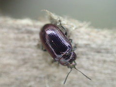 Phratora purpurea