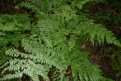 Dennstaedtia davallioides