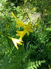 Hemerocallis lilioasphodelus