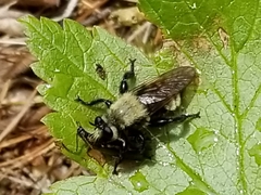 Laphria posticata