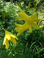 Hemerocallis lilioasphodelus