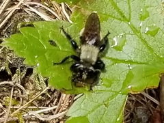 Laphria posticata